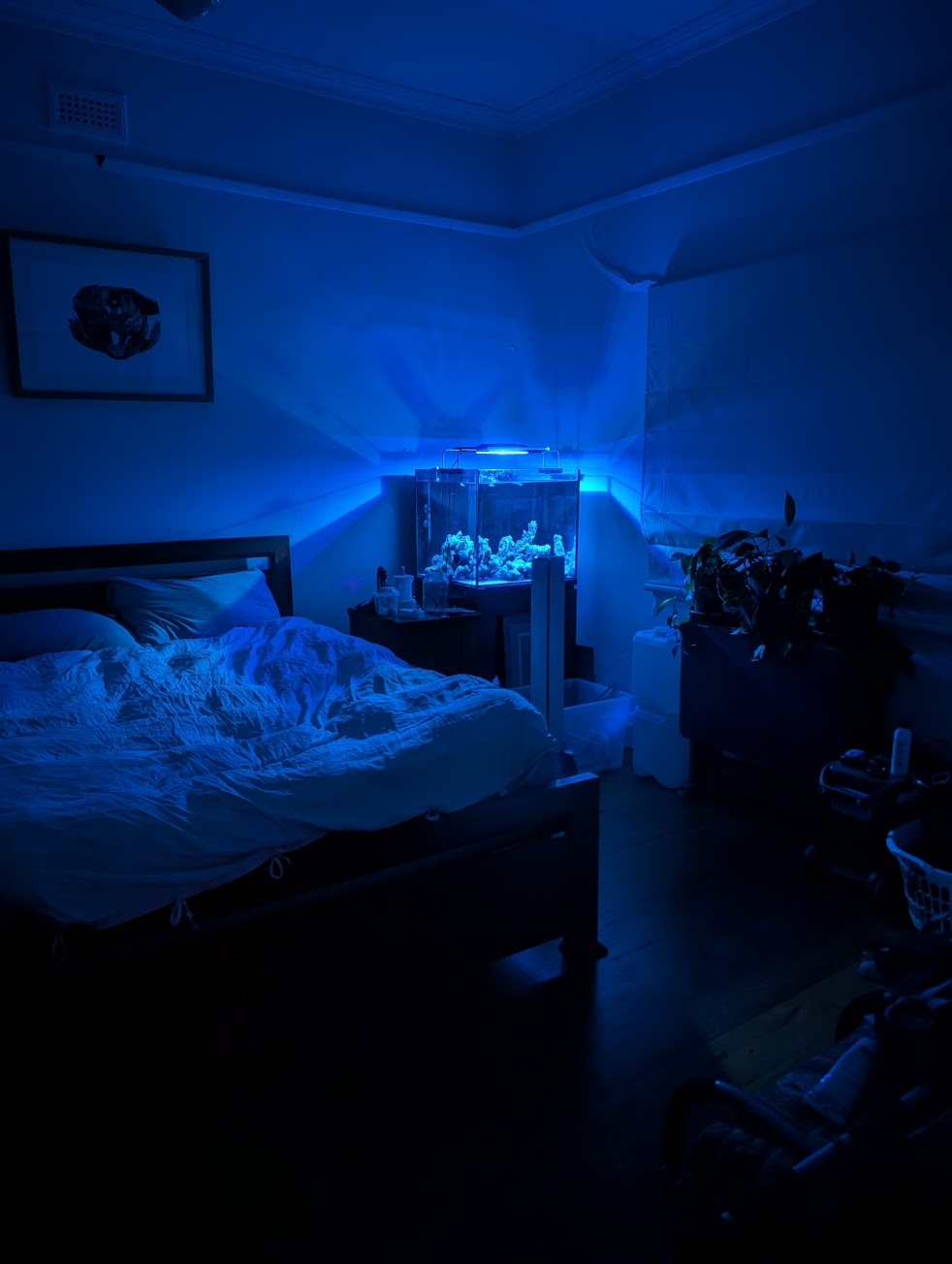 Peter's reef aquarium illuminated blue at home